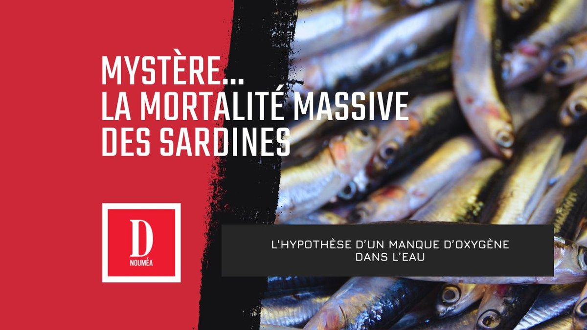 Mystère autour de la mortalité massive de sardines à Yaté
