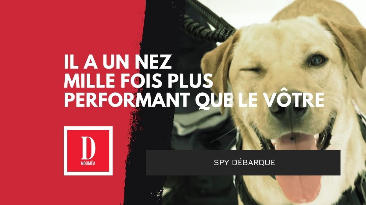 Un super-chien contre la drogue : Spy débarque