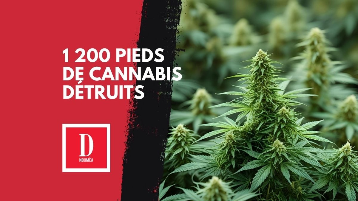 1 200 pieds de cannabis détruits