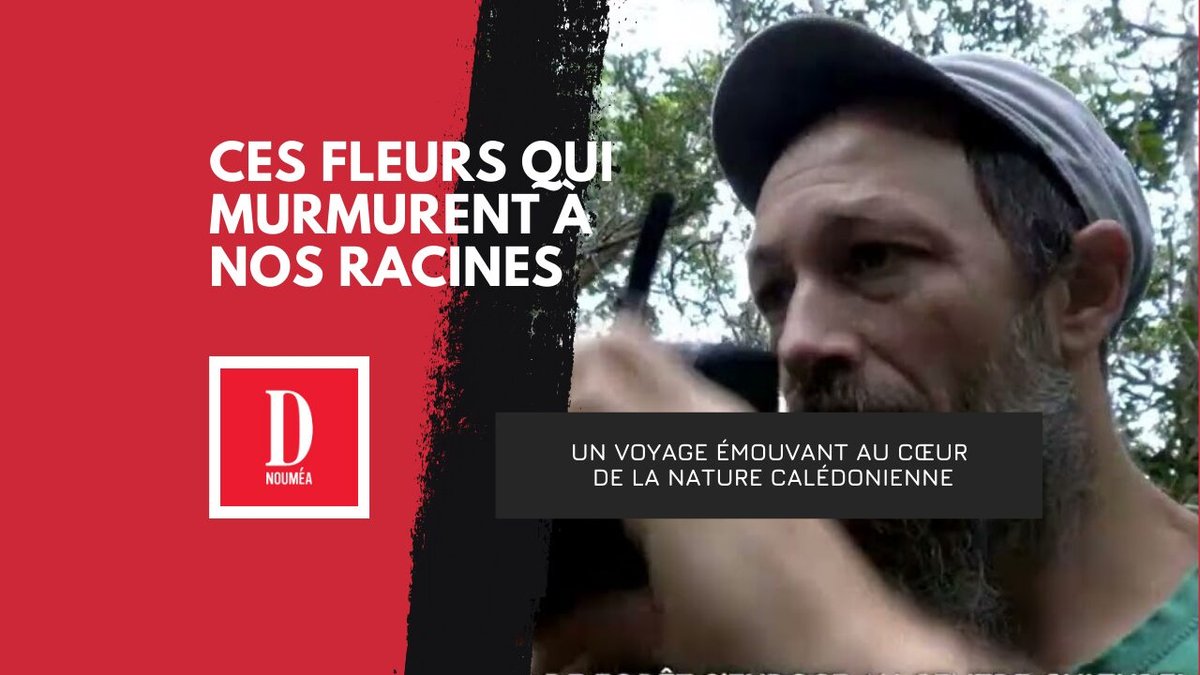 Fleurs de forêt : la flore calédonienne sublimée à Pomémie