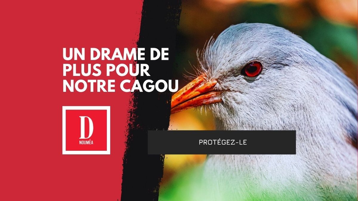 Farino : un Cagou tué