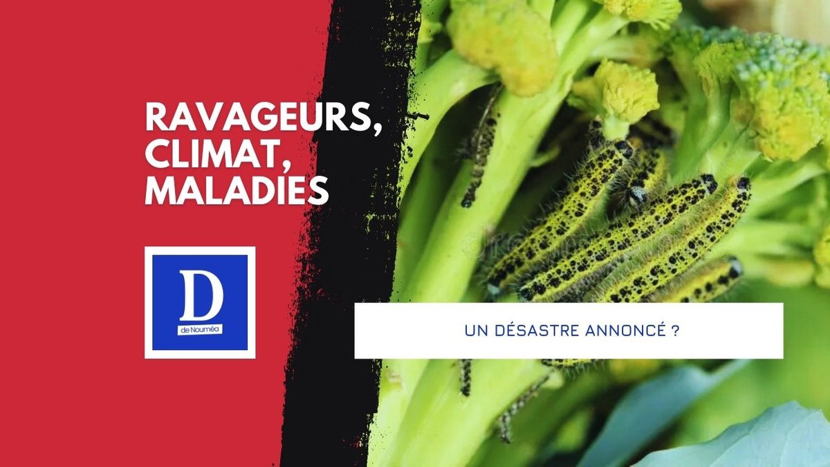 Agriculture calédonienne : un combat pour survivre