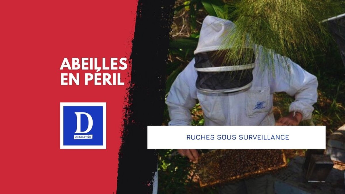 Miel d’or, menace noire : la Calédonie se défend