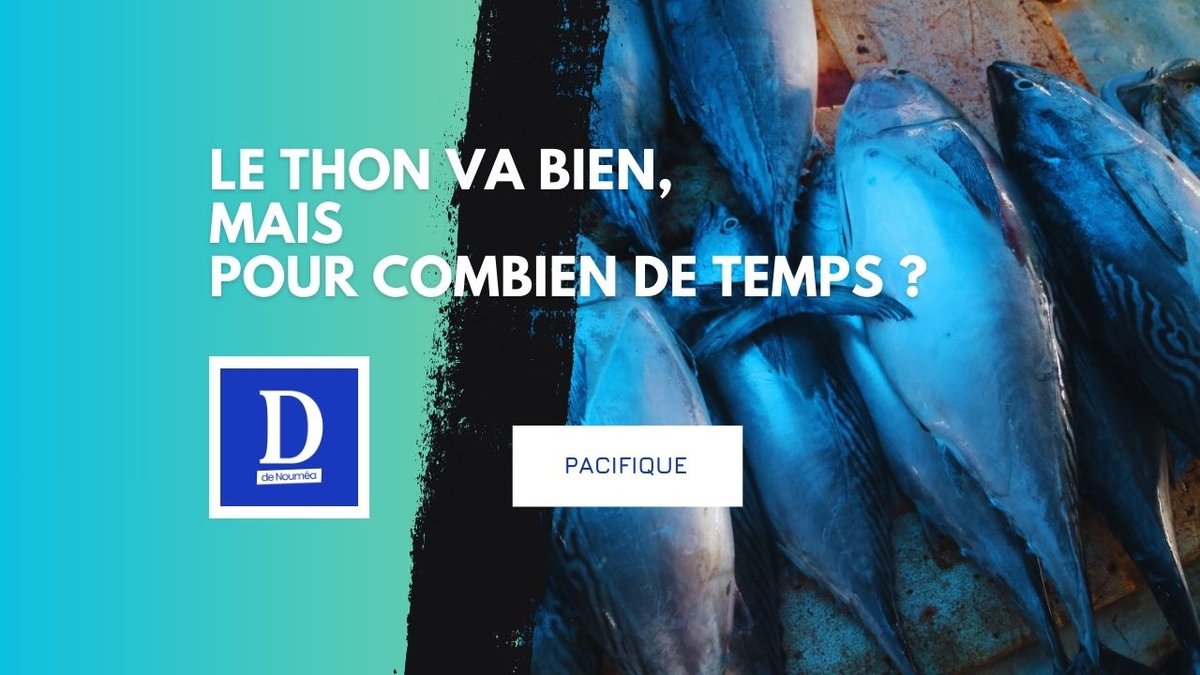 Thon du Pacifique : stocks solides, vigilance renforcée