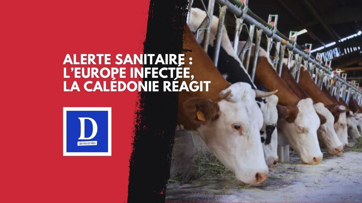 Un virus bovin venu d’Europe menace le Pacifique