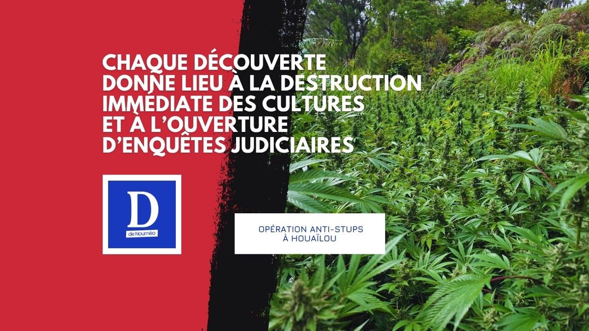 Opération anti-stups à Houaïlou : 1 100 plants de cannabis et 150 de plus arrachés