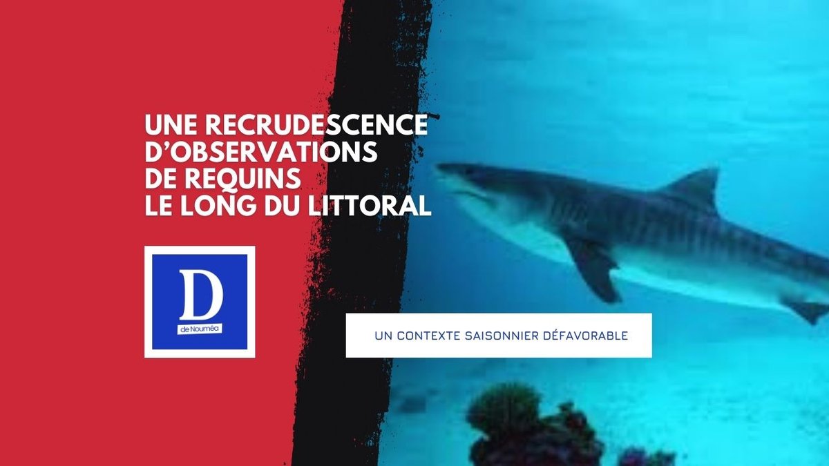 Requins à Nouméa : une saison à haut risque sous surveillance