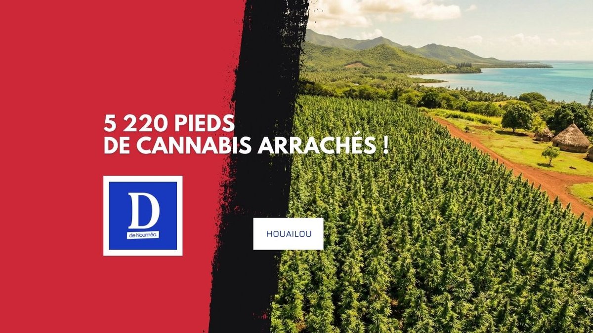 5 220 pieds arrachés, une nouvelle opération coup-de-poing à Houaïlou