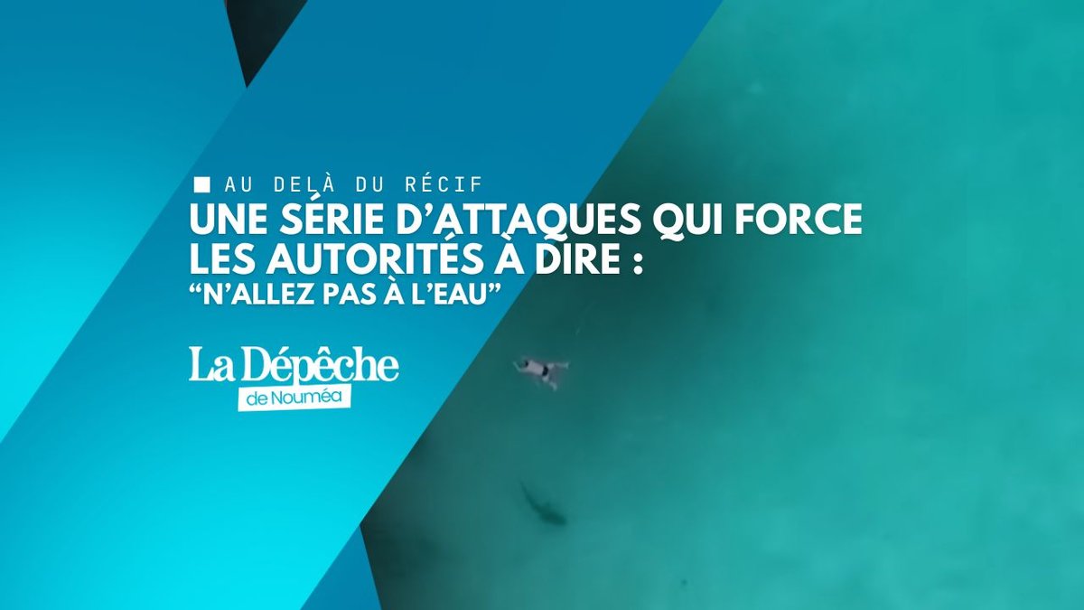 Attaques de requins en Australie : panique, prudence… et vieux débat