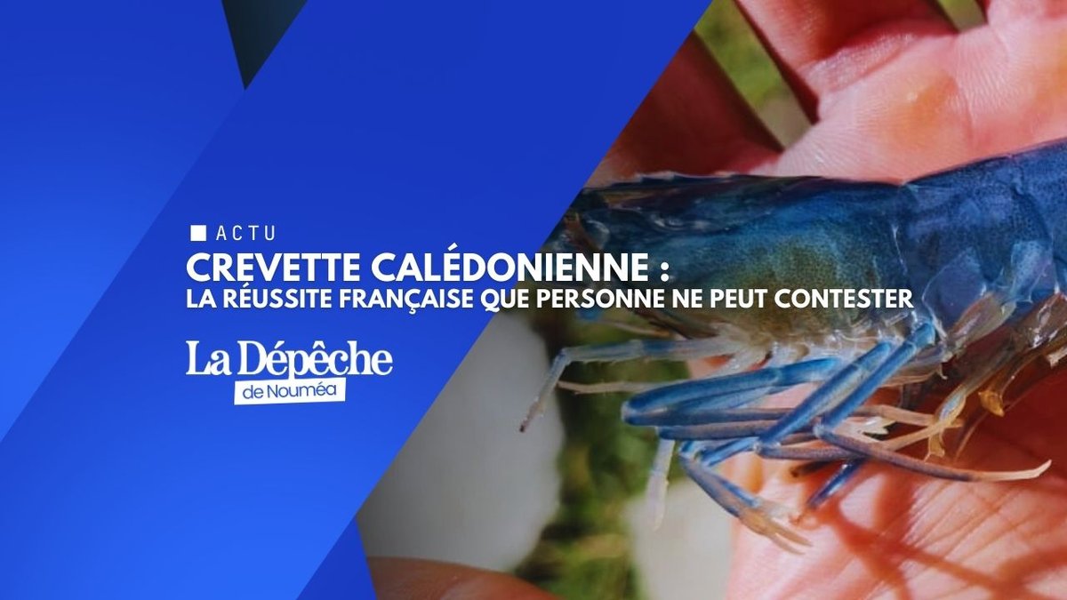 Crevette bleue : l’excellence française certifiée