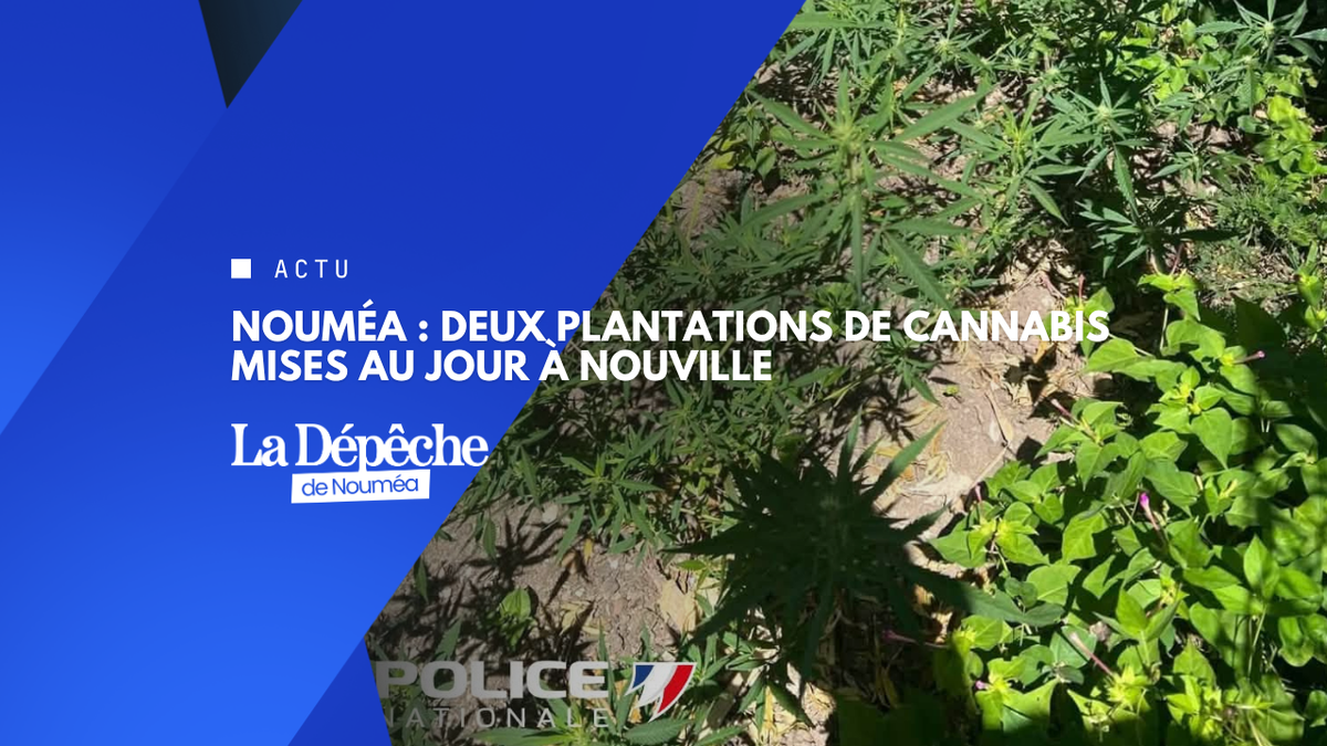 Nouville : deux plantations de cannabis découvertes lors d’une opération de police