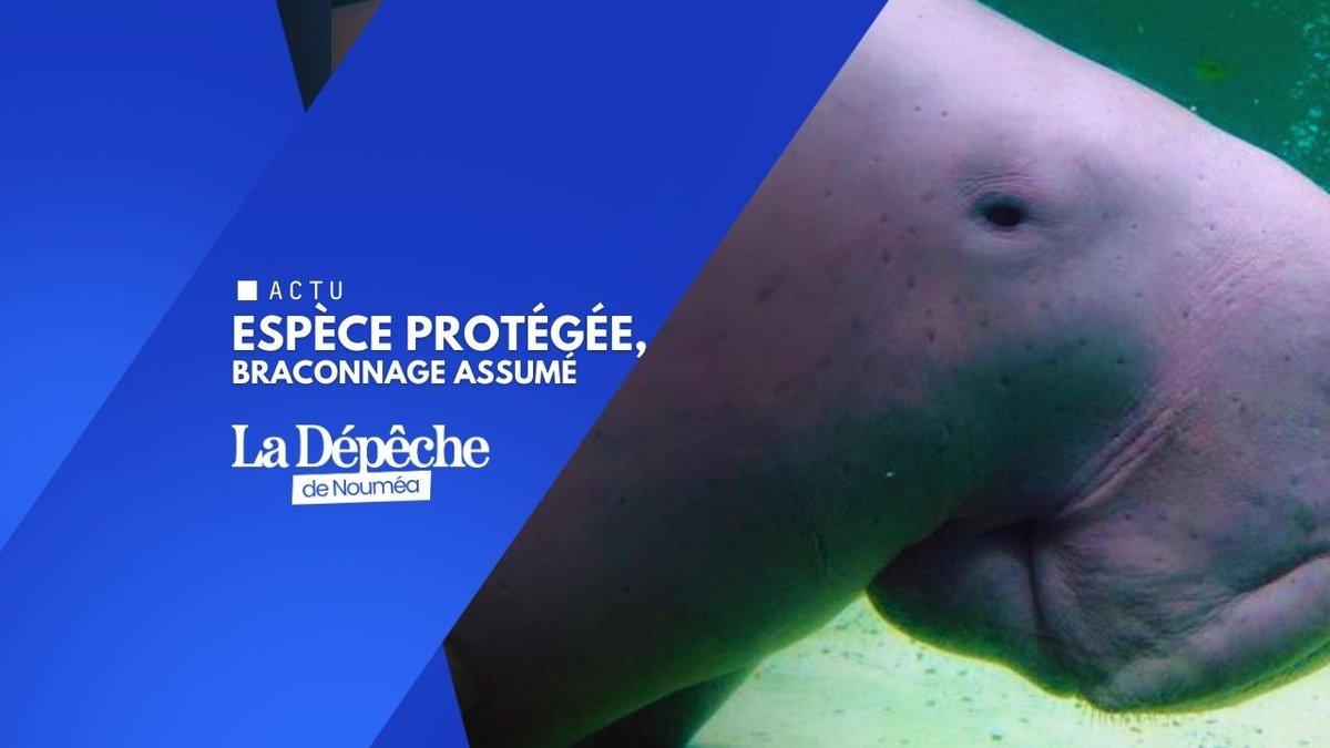 Six ans avant l’extinction ? Le chiffre qui choque