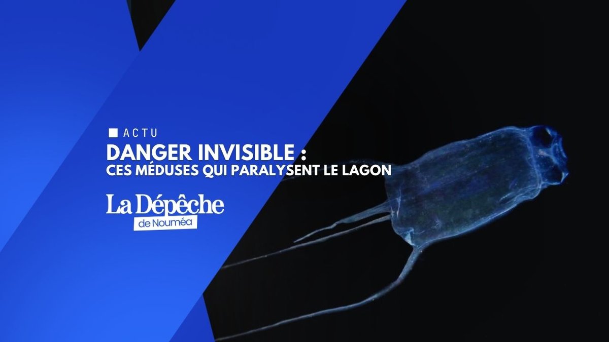 Cuboméduses : le lagon calédonien sous alerte rouge