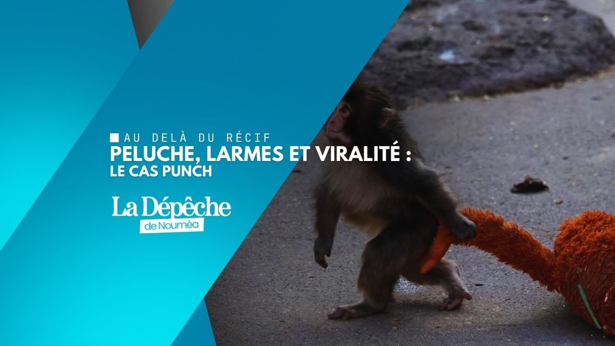 Punch : le bébé singe qui fait pleurer la planète