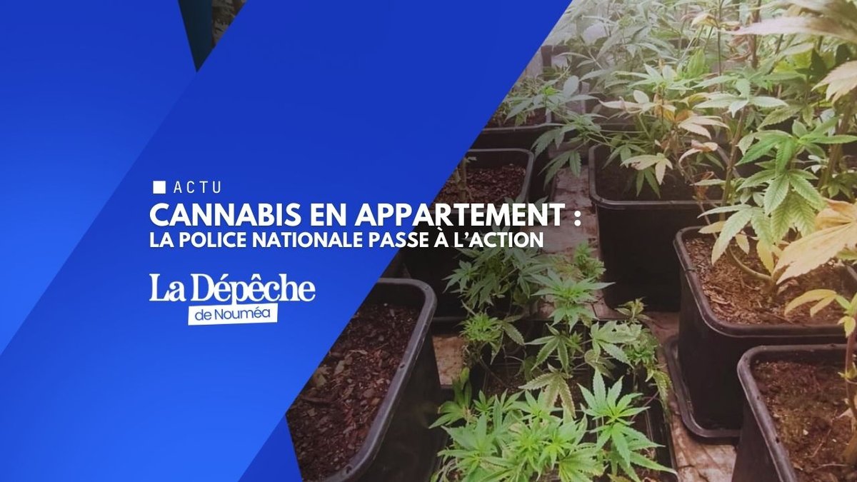 Stupéfiants : la BAC met fin à deux trafics en quelques heures