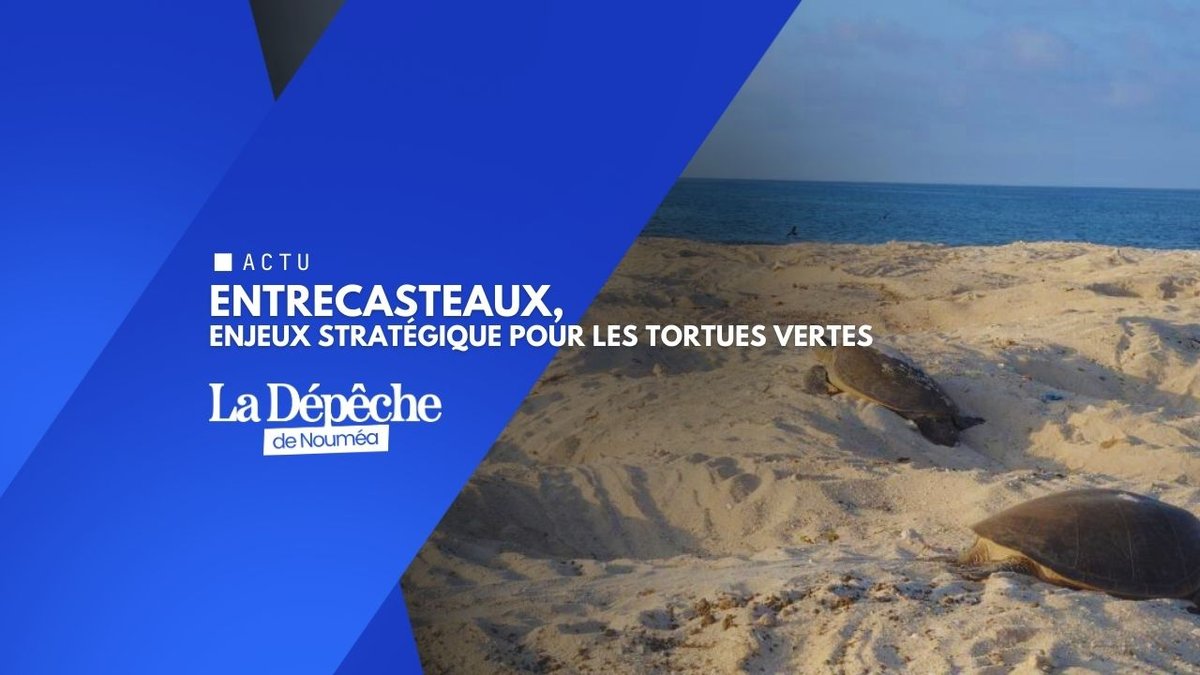 Mégafaune : la France protège ses tortues aux atolls