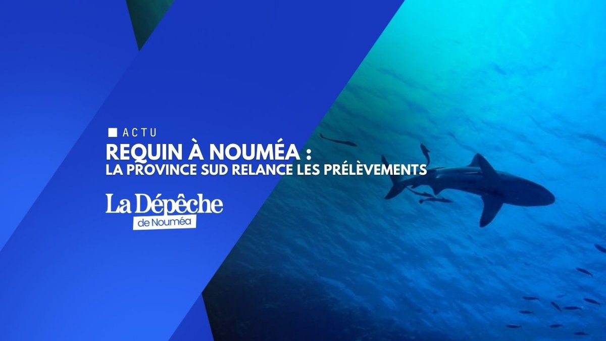 Requin à Nouméa : après le drame, la province Sud relance les prélèvements