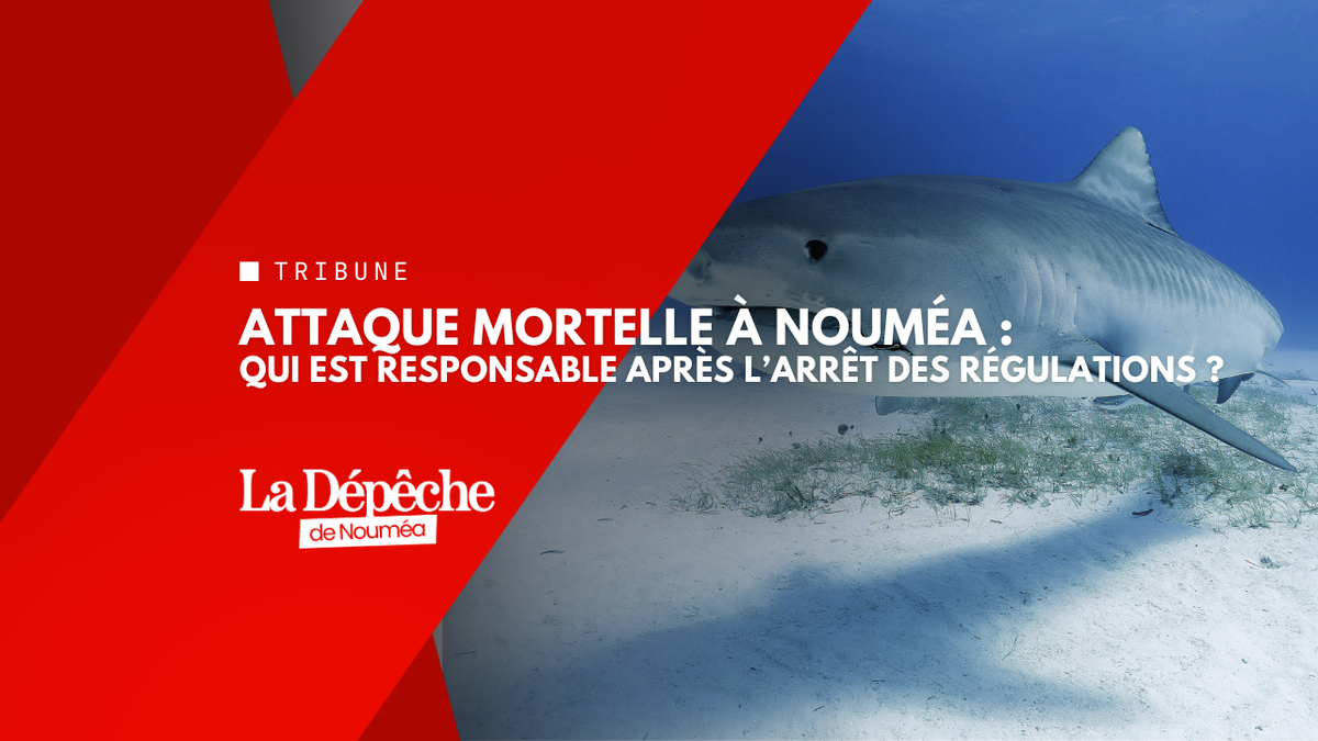 Attaque mortelle à Nouméa : la régulation des requins suspendue en 2023 au cœur des interrogations