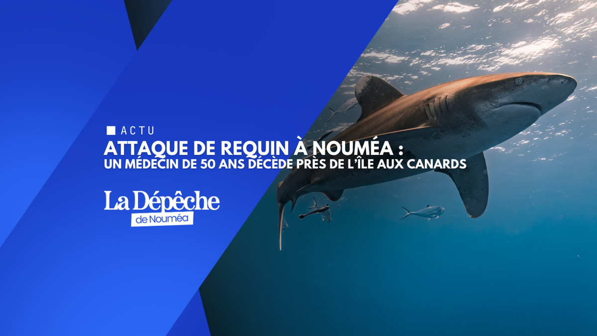 Attaque de requin à Nouméa : un médecin de 50 ans décède près de l’Île aux Canards