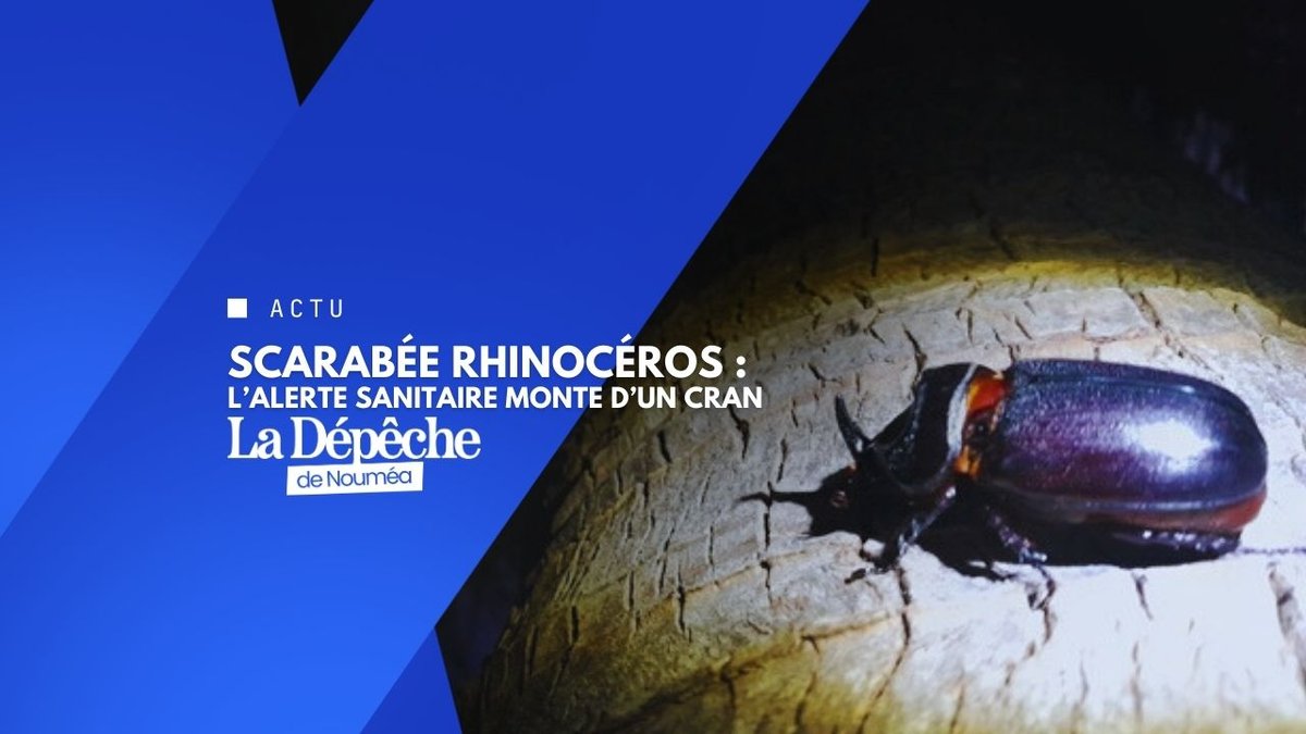 Ravageur venu d’ailleurs : la Calédonie sous pression