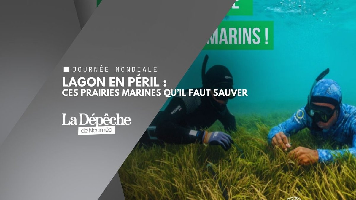 Herbiers marins : le trésor caché du lagon en danger