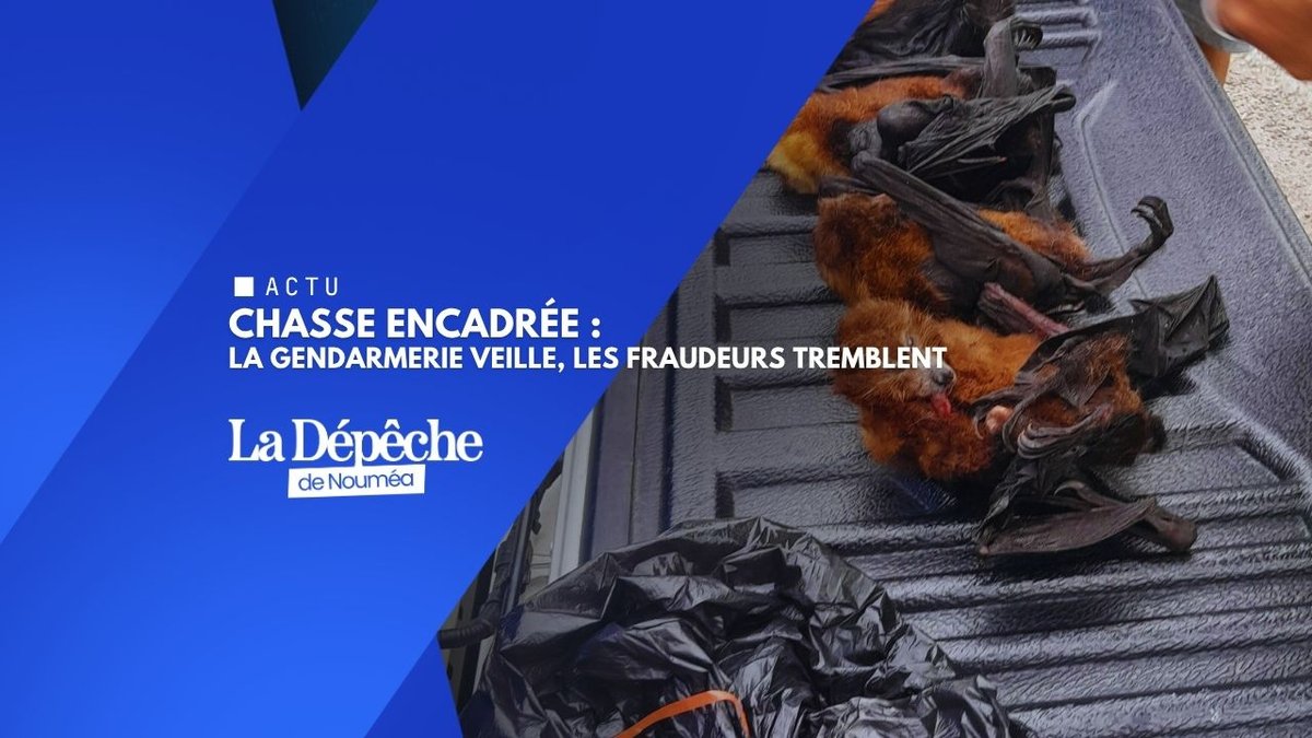 Roussettes, notous : tolérance zéro pour les chasseurs hors-la-loi