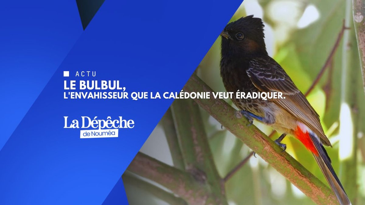 Ce petit oiseau menace toute la Nouvelle-Calédonie