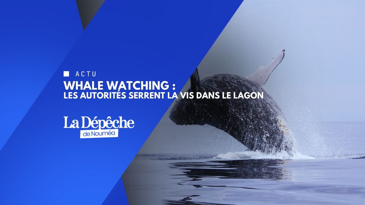 Baleines : la province Sud impose l’ordre en mer