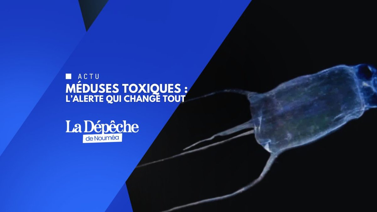 Mer à risque : les méduses attaquent à Maré