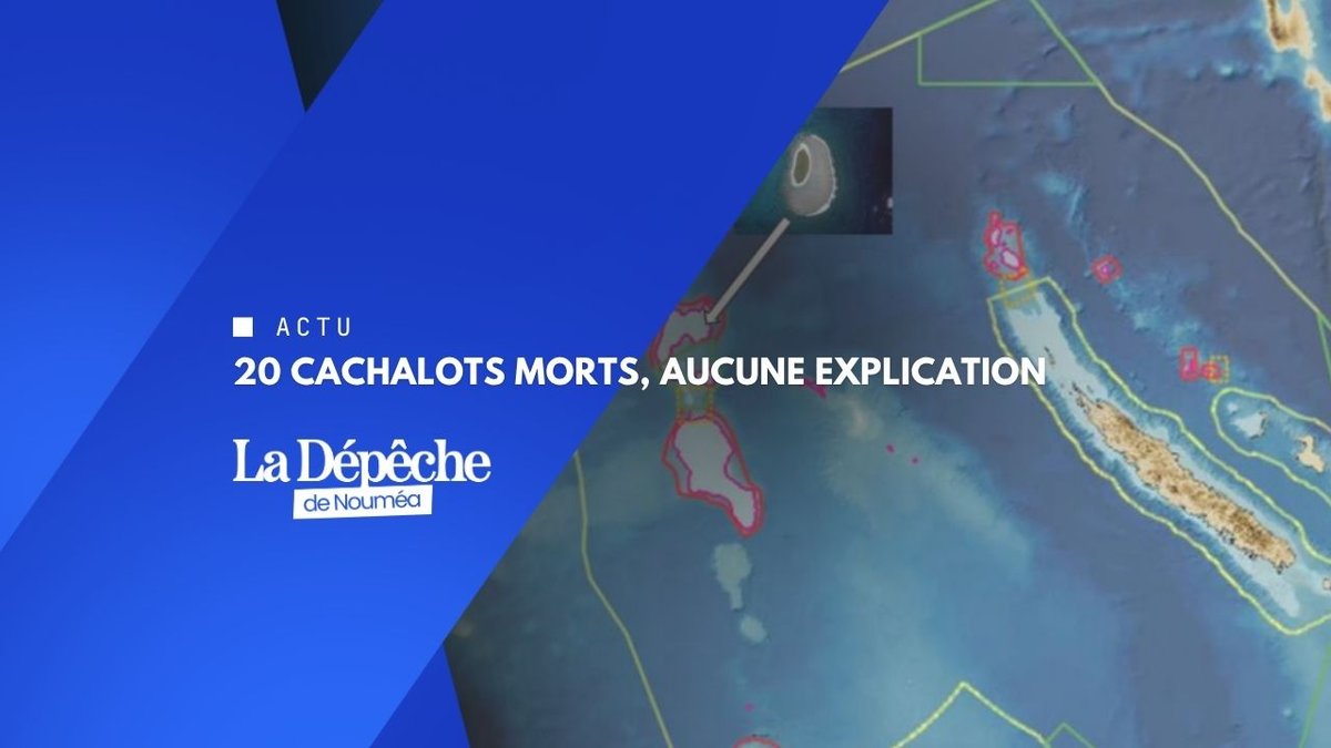 Hécatombe de cachalots aux Chesterfield