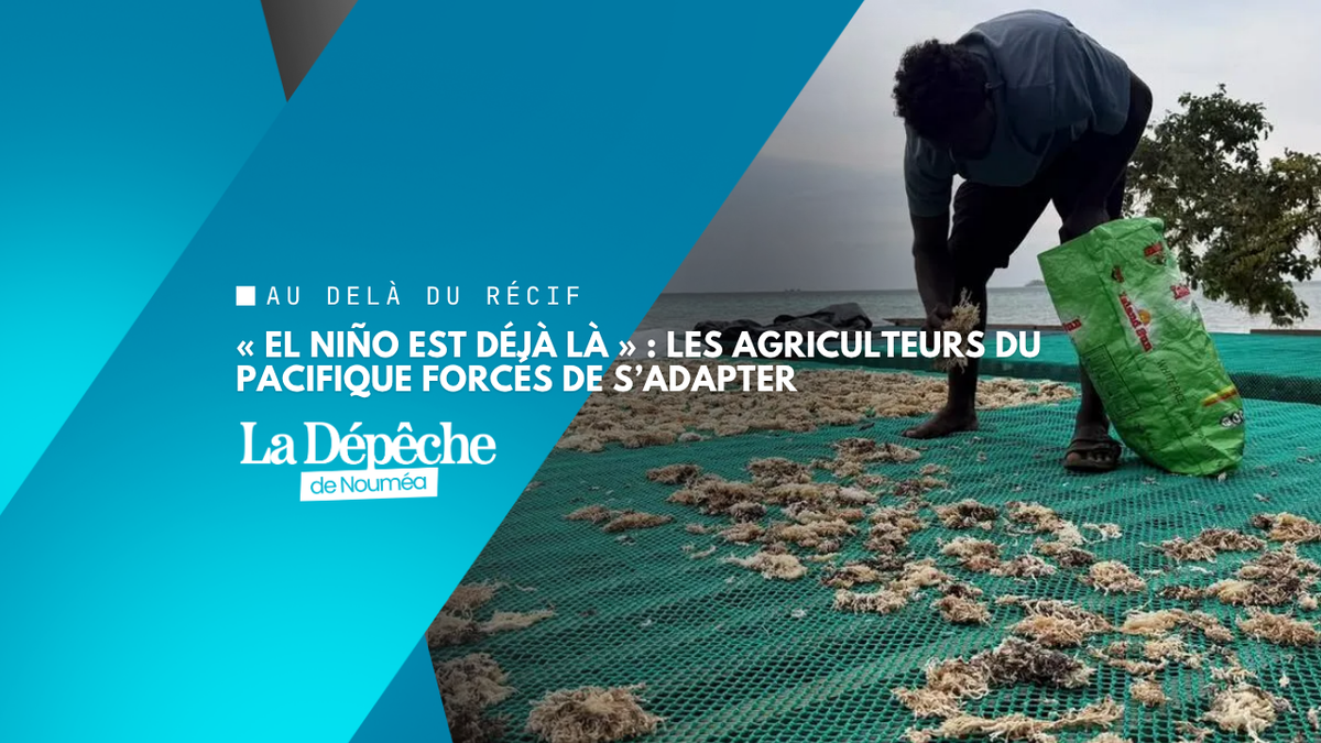 El Niño : aux Fidji et aux Salomon, les producteurs perdent leurs repères