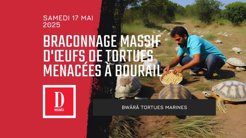 Braconnage massif d’œufs de tortues menacées à Bourail