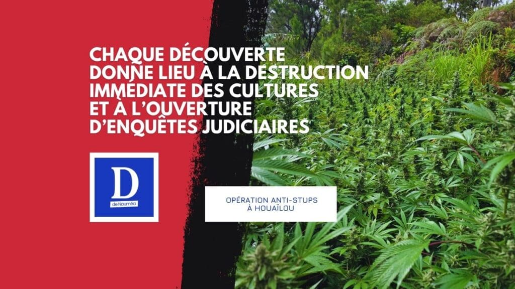 Opération anti-stups à Houaïlou : 1 100 plants de cannabis et 150 de plus arrachés