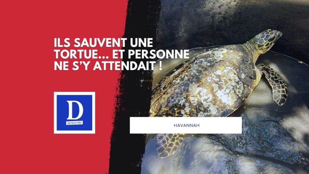 L’histoire folle de la tortue sauvée in extremis !