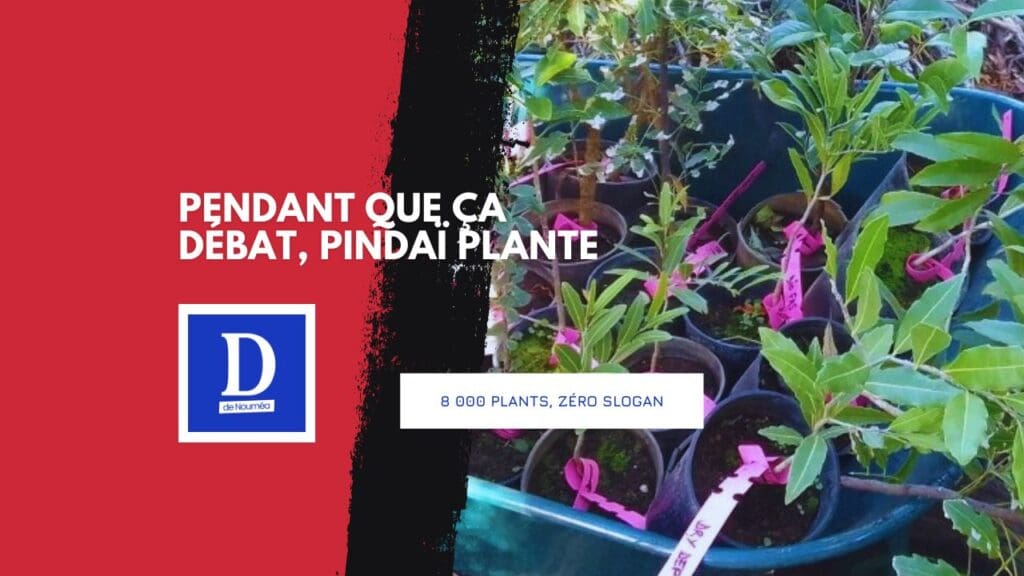 À Pindaï, 8 000 plants contre le désert écologique