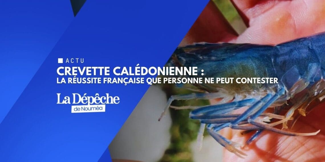 Crevette bleue : l’excellence française certifiée