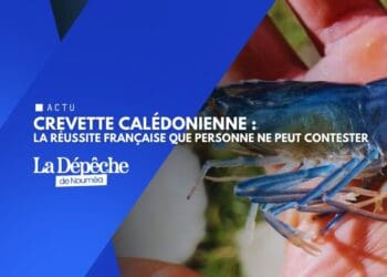 Crevette bleue : l’excellence française certifiée
